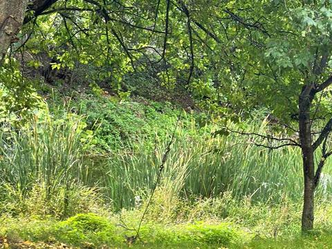 комерційна за адресою Баранинці, 1