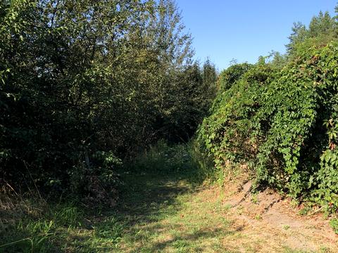 ділянка за адресою с. Орлівщина, провулок Озерний