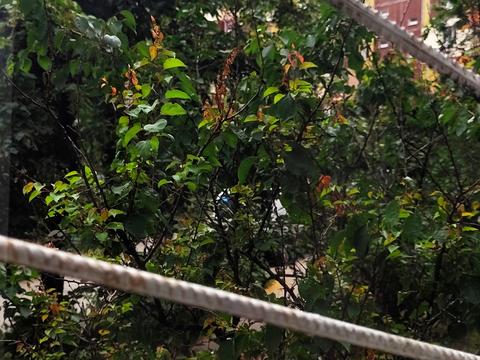 квартира по адресу Червоной Калины просп. (Владимира Маяковского), 12