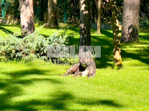 будинок за адресою Василя Лісового вул., 52