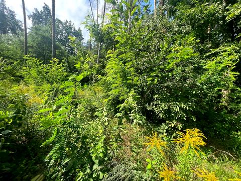 ділянка за адресою Котляревського