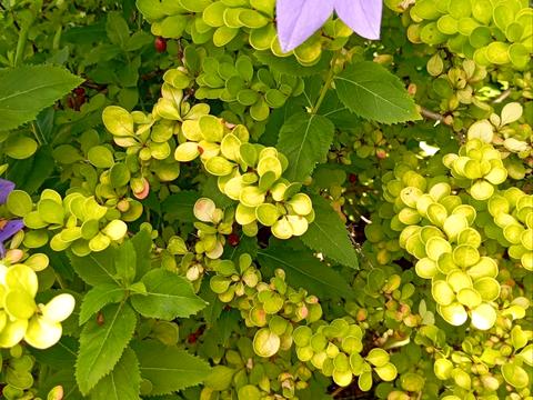 будинок за адресою Центральна вул. (Пролетарська), 79/80