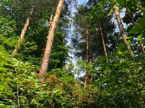 участок по адресу Лісова