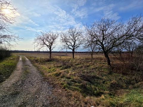 ділянка за адресою Головна