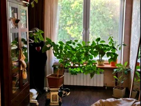 квартира по адресу Мечникова ул., 110