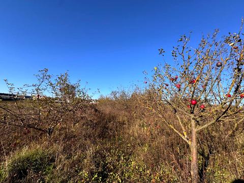 будинок за адресою Центральна