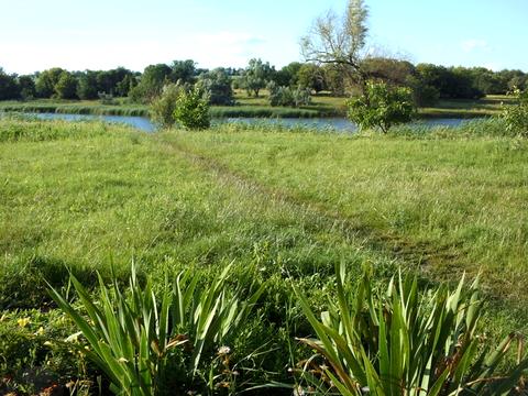 ділянка за адресою Вільне