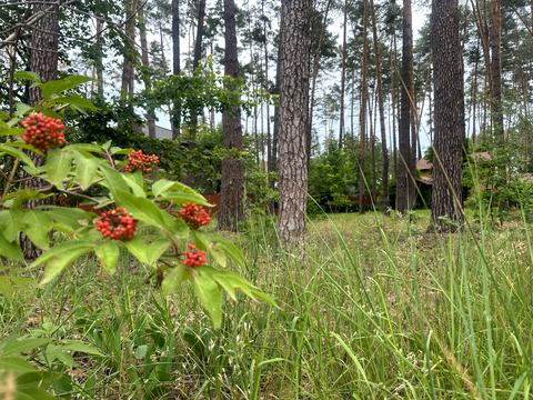 участок по адресу Антония Михайловского ул., 10в