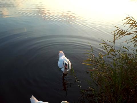 будинок за адресою Чорноморськ (Іллічівськ), 1 линия