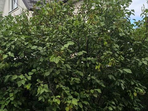 дом по адресу 126-та Садова ул., 9