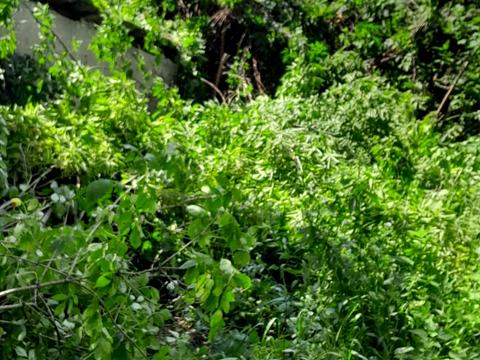 участок по адресу пгт. Глеваха, Вишнёвый пер., 5
