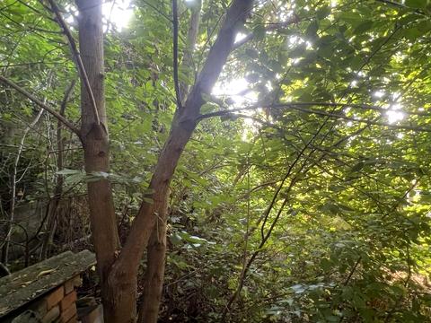 ділянка за адресою Богдана Хмельницького вул., 25