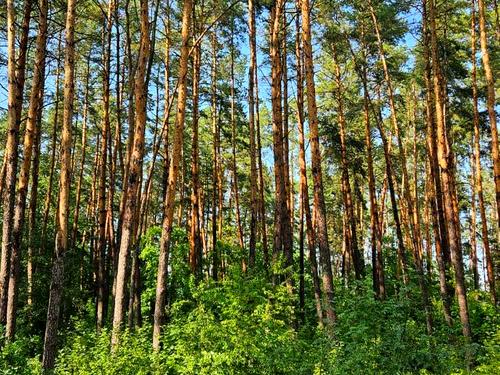 участок по адресу Заозерна