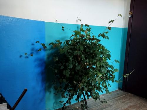 квартира за адресою Київ, Академіка Ромоданова вул. (Пугачова), 14