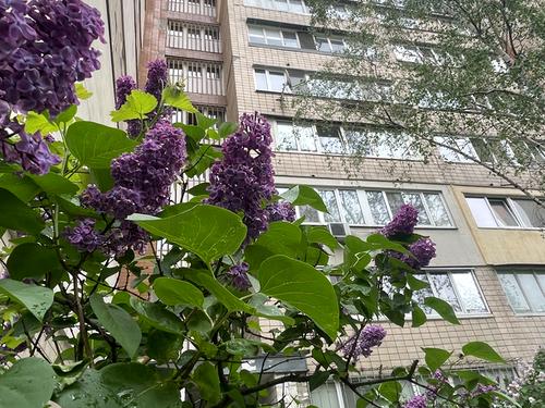 квартира по адресу Митрополита Андрея Шептицкого ул. (Анатолія Луначарського), 3-Б