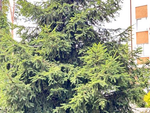 квартира по адресу Шота Руставели ул., 6