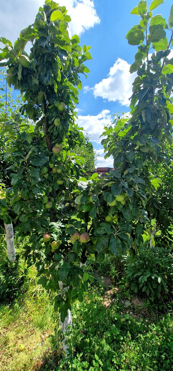 House by the address st. Franka (area 301 m²) - Atlanta.ua - photo 22