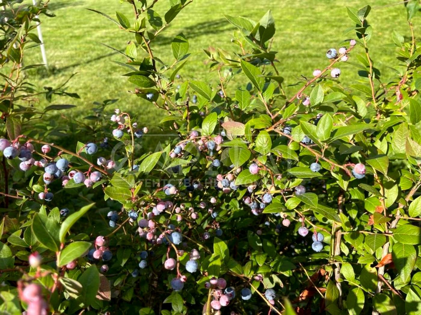 Дом по адресу (площадь 360 м²) - Atlanta.ua - фото 19