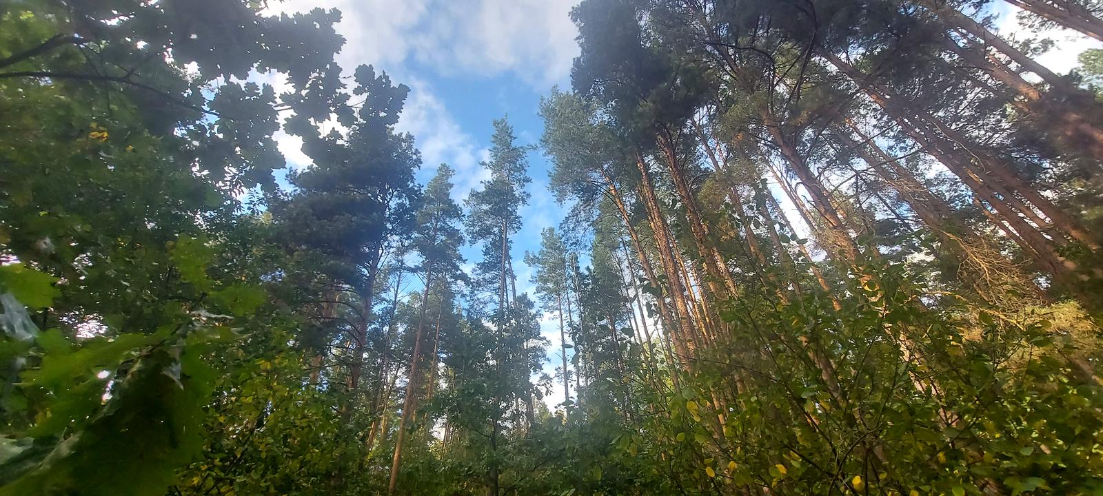 1780002929151396