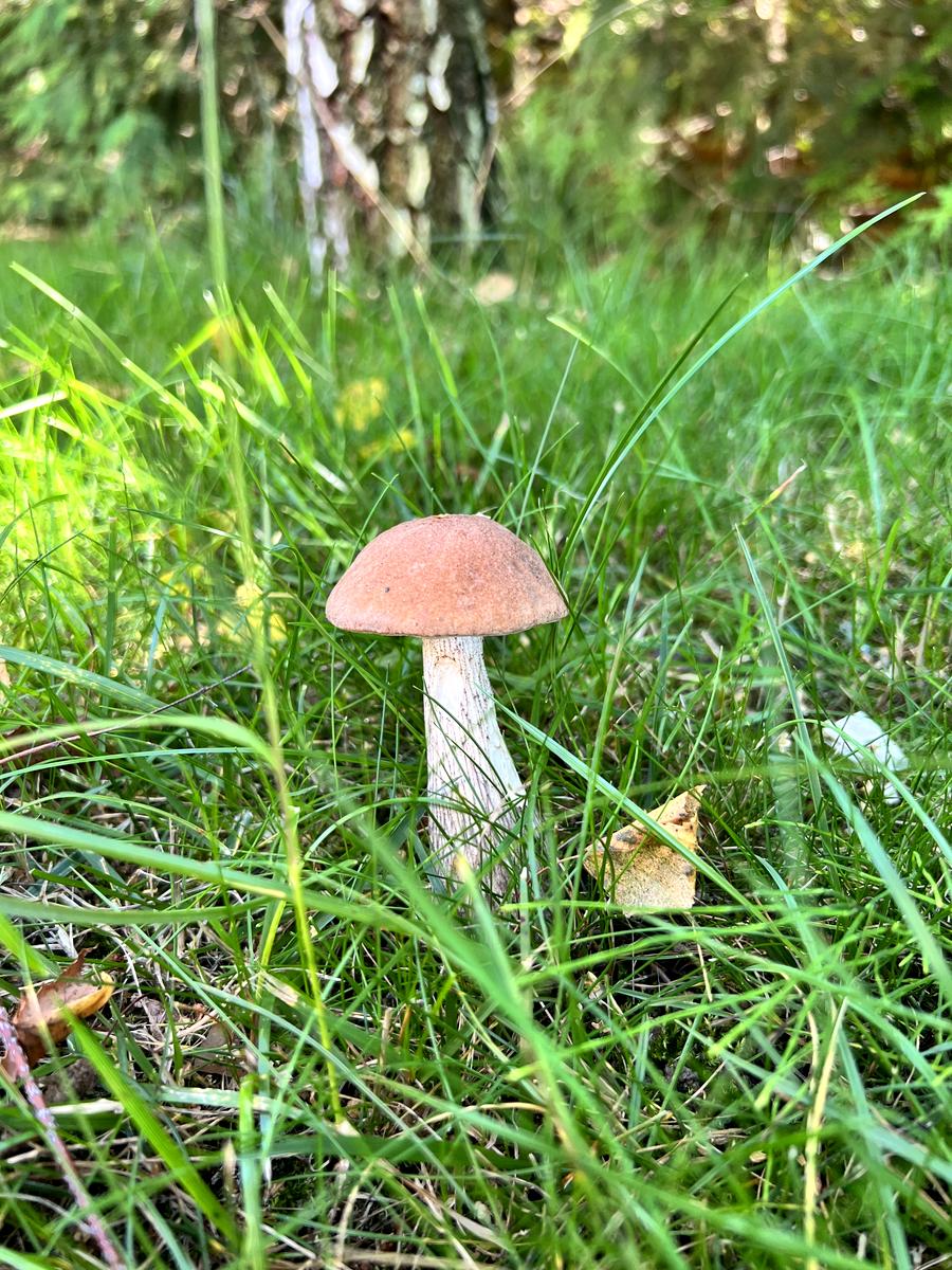 Дом по адресу (площадь 305 м²) - Atlanta.ua - фото 102