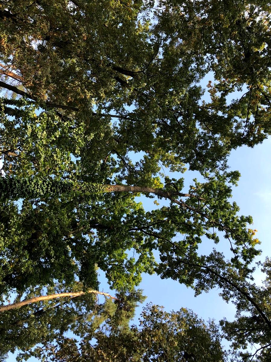 Дом по адресу ул. Сосновая (площадь 550 м²) - Atlanta.ua - фото 6