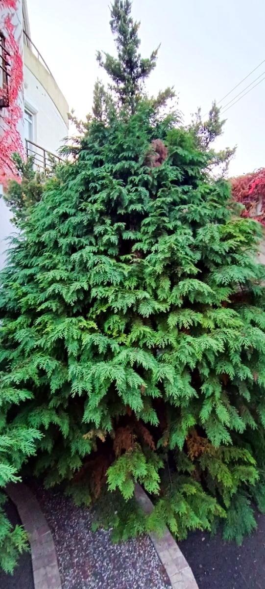 Будинок за адресою вул. Дачна (площа 250 м²) - Atlanta.ua - фото 11