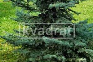 будинок за адресою Лісова вул.