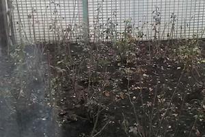 дом по адресу Янки Купалы ул., 75