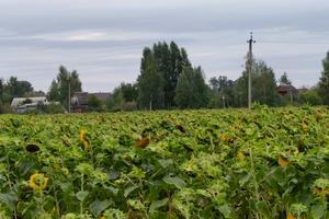 ділянка за адресою Линия, 2