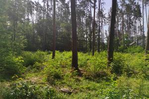 участок по адресу Котляревського