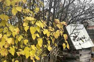 участок по адресу Шевченка, 50