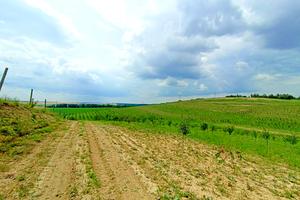 ділянка за адресою с. Антонівці, 
