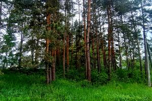 участок по адресу Мрія