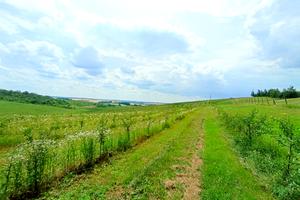 ділянка за адресою с. Антонівці, 