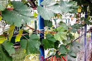 будинок за адресою с. Калинівка, Степова