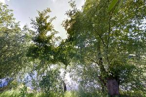 дом по адресу Вышгородская ул., 15