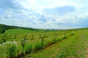 ділянка за адресою с. Антонівці, 