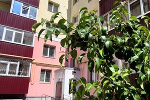 квартира по адресу Лушпи, 5 к 25