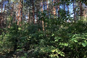 ділянка за адресою провулок Озерний