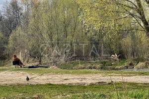 участок по адресу Кібенка