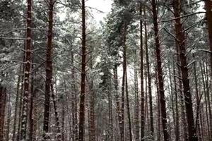 ділянка за адресою Савонівська вул.