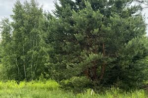 участок по адресу с. Плюты, Луговий