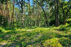 участок по адресу с. Старые Безрадичи, 