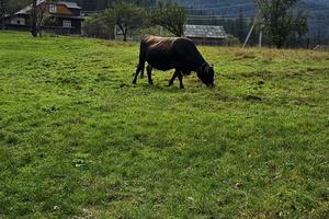 участок по адресу Данила Галицького