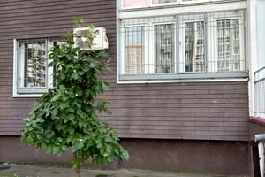 комерційна за адресою Софії Русової вул., 5-Б