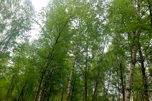 ділянка за адресою Левківська