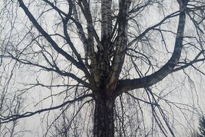коммерческая по адресу с. Зализня, Енгельса, 1