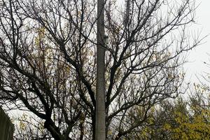ділянка за адресою Солнечный переулок 