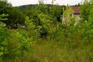 участок по адресу с. Халепье, Лісова, 5