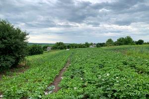 дом по адресу с. Водички, лесі українки